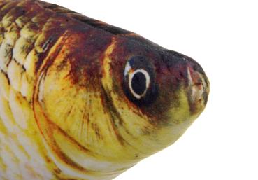 360Home Simulierte Karpfen Fisch Plüschkissen Katzenspielzeug
